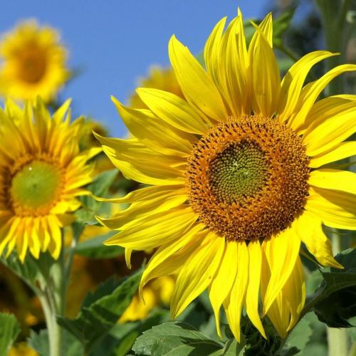 Sonnenblumen 2025