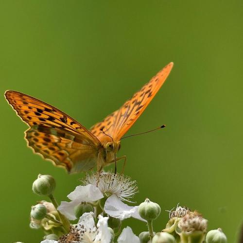 Schmetterling 