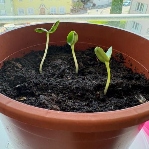 Sonnenblumen 2025