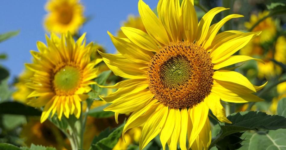 Sonnenblumen 2025