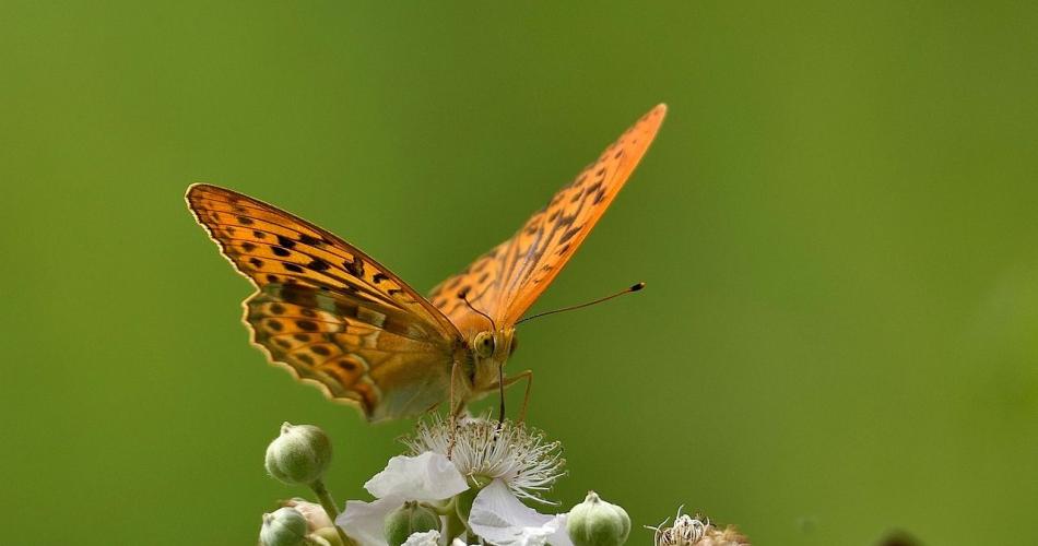 Schmetterling 